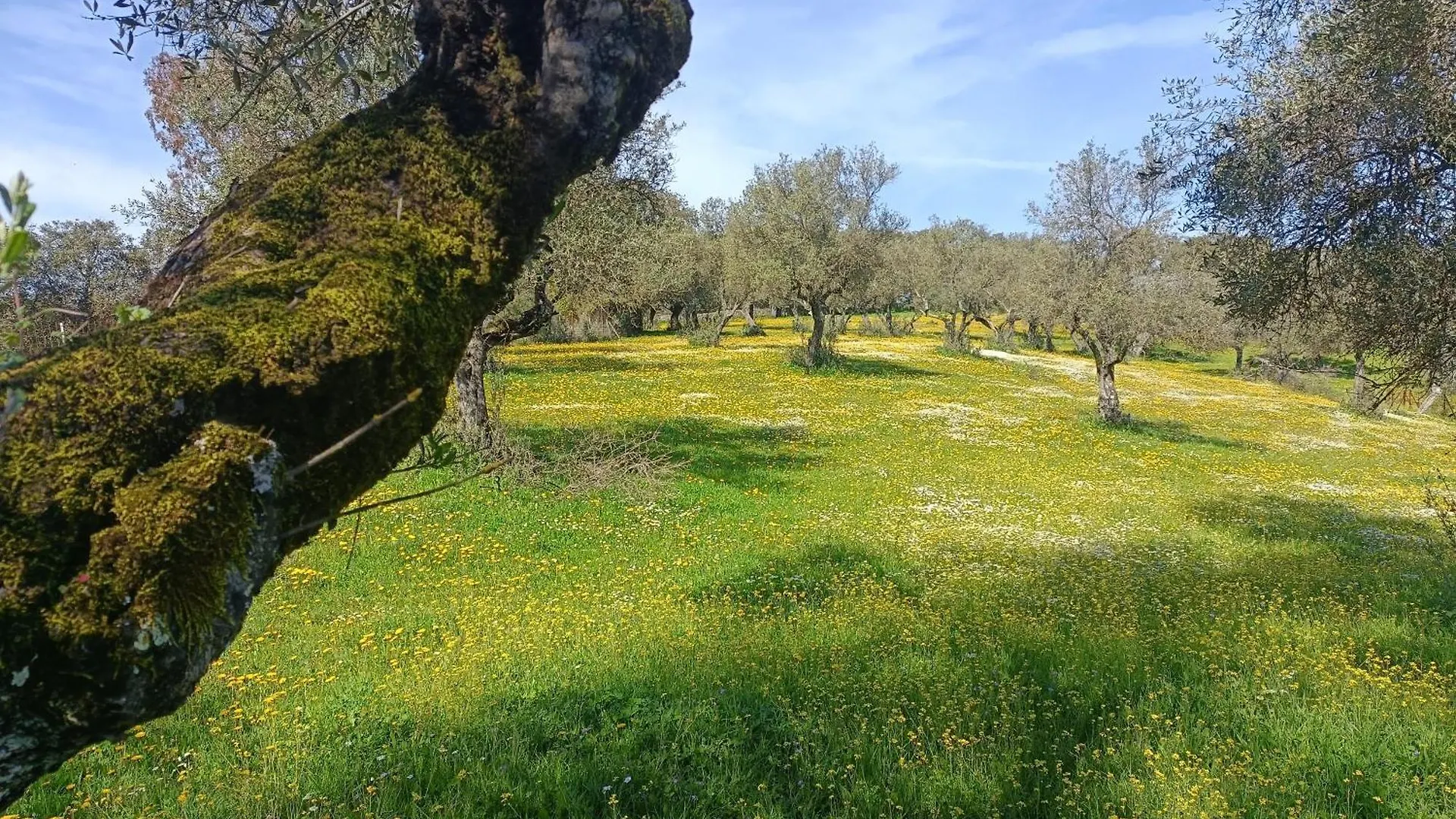 Finca El Berezal Αραθένα Ισπανία