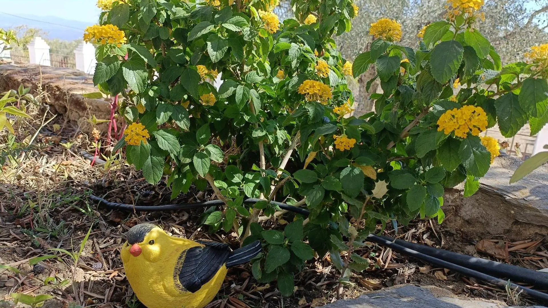 Finca El Berezal Αραθένα Σπίτι διακοπών